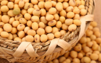 大豆多肽对人体的营养与调节作用