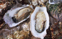 海参牡蛎肽的功能与作用