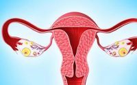 卵巢保养吃什么好？小分子肽与调理卵巢的作用！