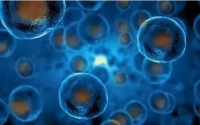 海洋生物肽对健康的作用与影响，海洋生物肽的九大功能