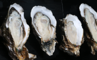 牡蛎肽的功能与作用，吃牡蛎肽对男人有哪些好处