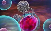 免疫细胞疗法与抗宫颈癌和HPV感染
