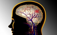 地龙蛋白肽是什么，地龙蛋白真的可以治疗好脑血栓后遗症吗？