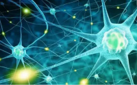 免疫细胞和干细胞对脑损伤的修复作用，干细胞与神经修复