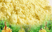 松花粉是什么？松花粉是药物吗