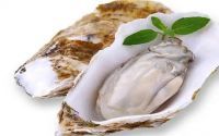 牡蛎的功效与作用,男人吃牡蛎效果怎么样?