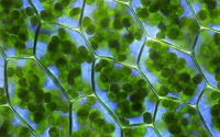 天亿福植物干细胞的主要功效与作用