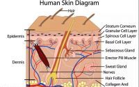 干细胞与皮肤衰老和再生