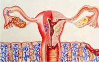 干细胞注射科学助孕的依据:帮助修复子宫内膜