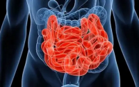 胆汁、胰液与肠液的消化作用