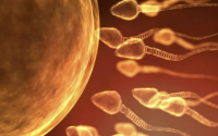 干细胞注射在卵巢早衰干预中的应用