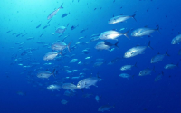 海洋鱼胶原蛋白肽的抗氧化和抗衰老作用