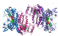 什么是完全蛋白，什么是半完全蛋白？肽