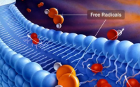 小分子活性肽与促进肝细胞再生