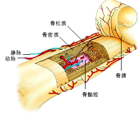 溯元双宝胶囊详细介绍溯元双宝牛骨髓粉和溯元菊苣粉