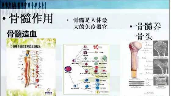 骨髓图片.png