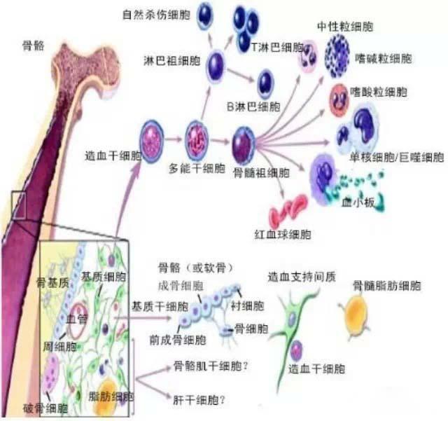 骨髓造血干细胞.jpg