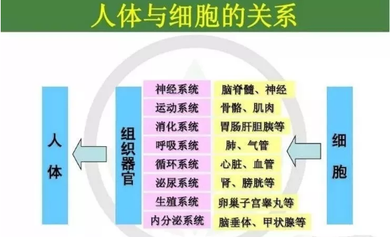 人体与细胞的关系.png 人体与细胞的关系.png