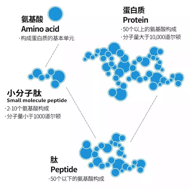 小分子肽是蛋白吸收的主要形式.png