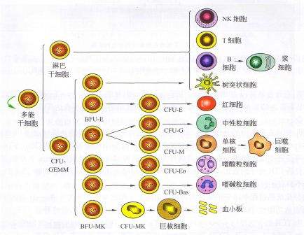 造血干细胞分化.jpg