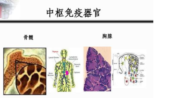 骨髓是中枢免疫器官.png