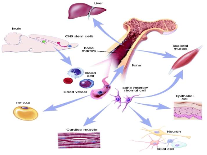骨髓与干细胞.png
