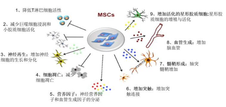 骨髓间充质干细胞分化潜能.png
