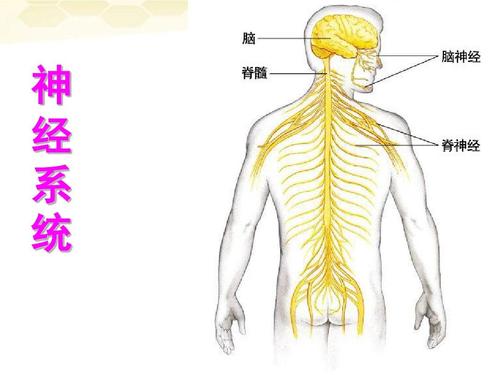 神经系统.jpg