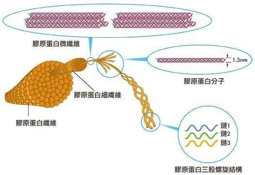 胶原蛋白肽.jpg