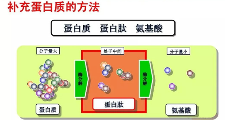 保和堂小分子蛋白肽1_副本.jpg