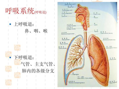 呼吸系统疾病.jpg