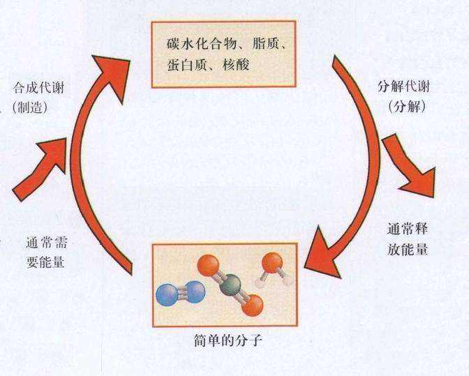 新陈代谢.jpg