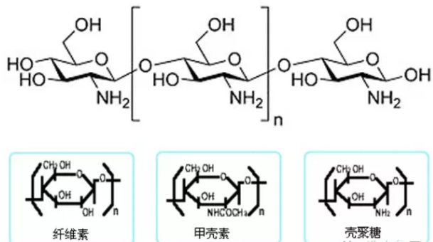 几丁聚糖.png