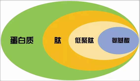 小分子肽和蛋白粉哪个好.png