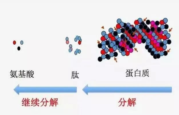 小分子肽合法吗.png