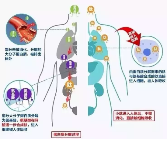 小分子肽可以修复细胞吗.png