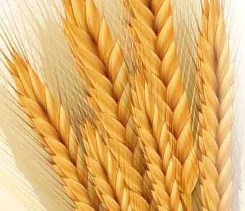 小麦低聚肽.png