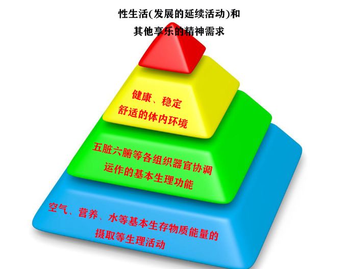 生理活动层级.png