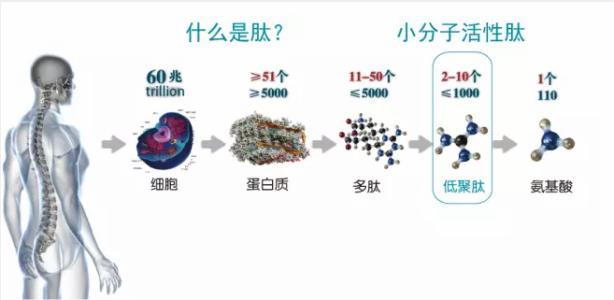 小分子肽5.jpg