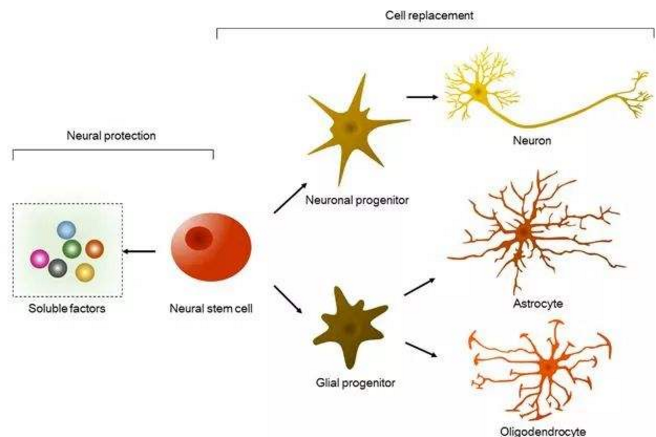 干细胞能修复神经吗.png