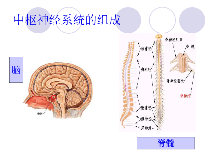 神经系统.png