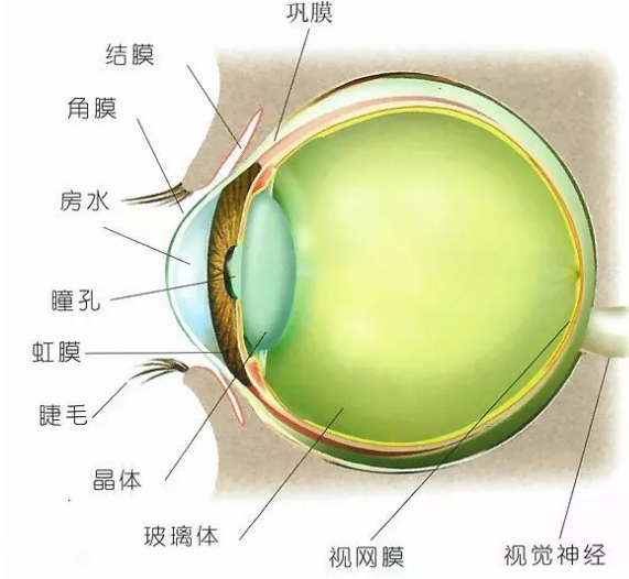 小分子肽对眼睛好吗.png