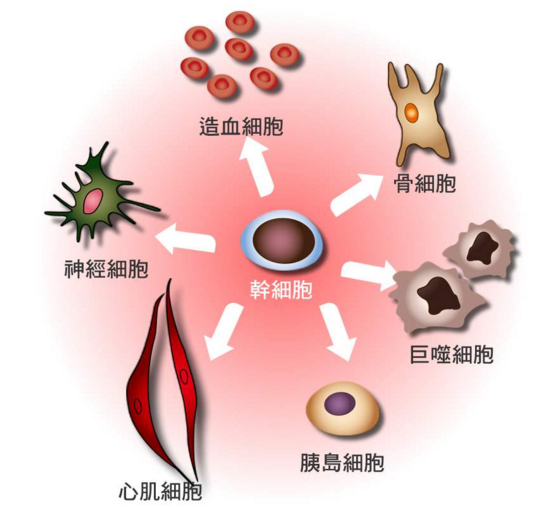 干细胞注射能治疗什么疾病.png