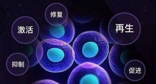 肽对细胞的作用.jpg