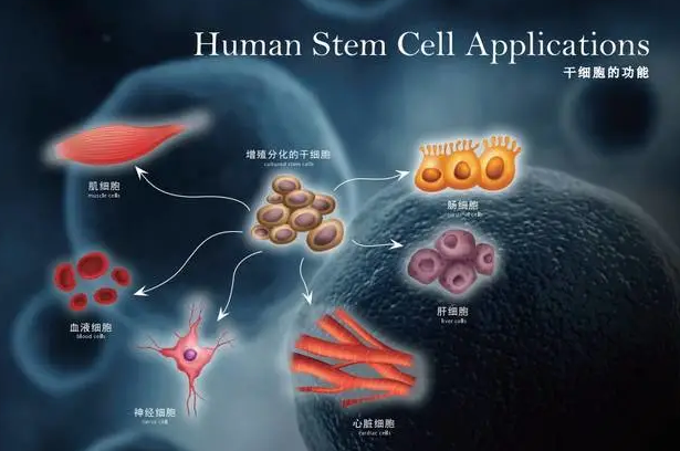 干细胞功能与作用.png