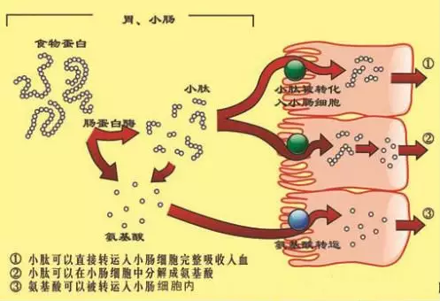 小分子肽吸收方式.png