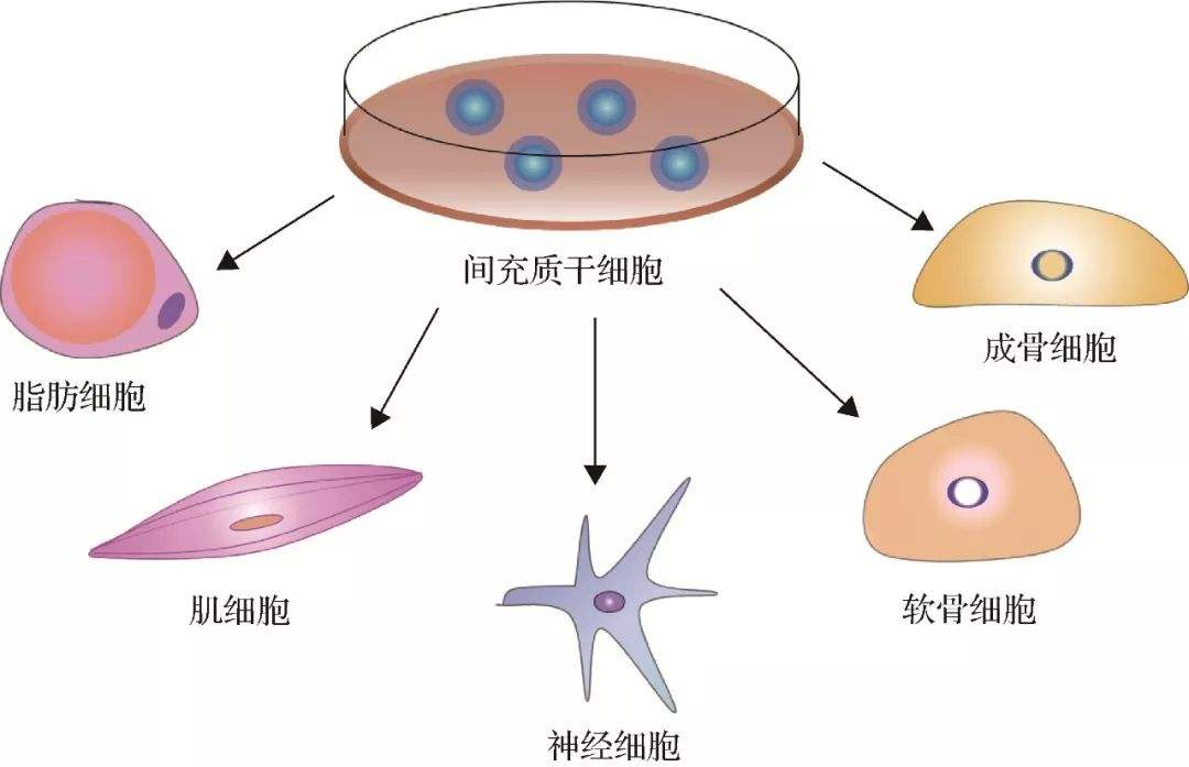 间充质干细胞.jpg