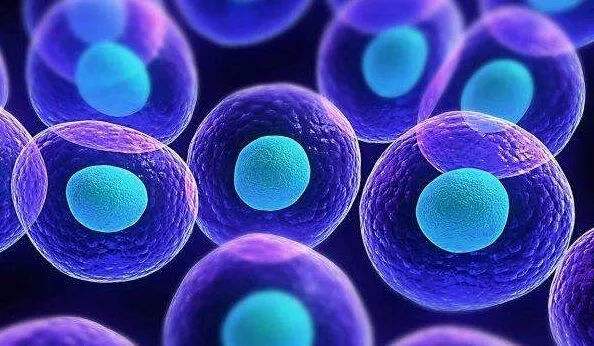 干细胞治疗男性性功能障碍.jpg