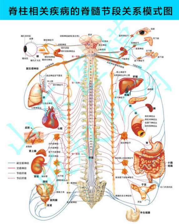 脊柱与疾病.png