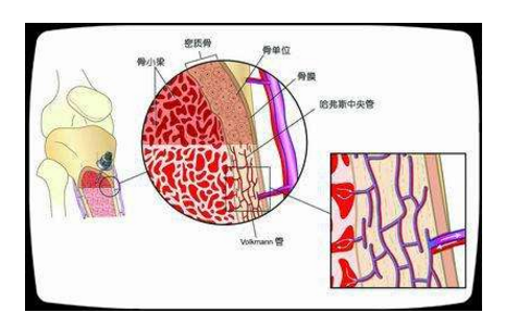 骨髓的重要性.png